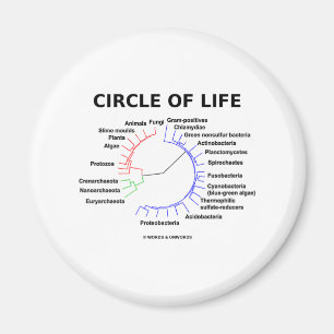 Circle Of Life (Circular Phylogenetic Tree) Magnet