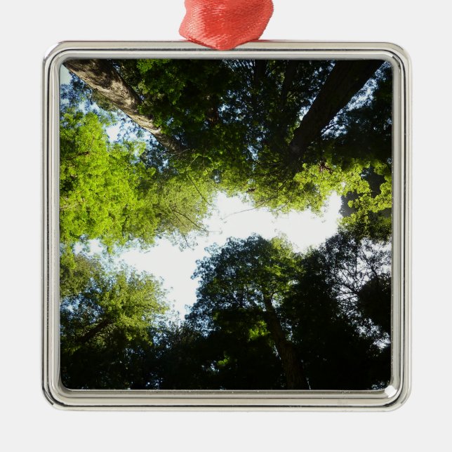 Circle of Redwood Trees at Redwood National Park Metal Tree Decoration (Front)