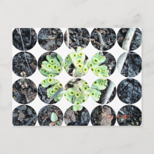 Circle Photo Postcard
