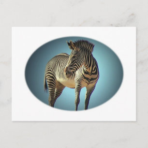 Circular Zebra Postcard