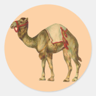 Circus Camel Sticker