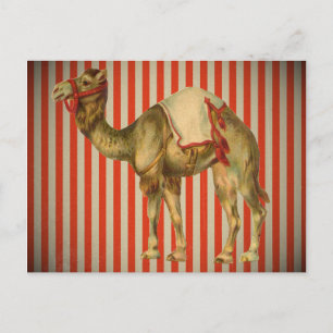 CIRCUS CAMEL VINTAGE POSTCARD