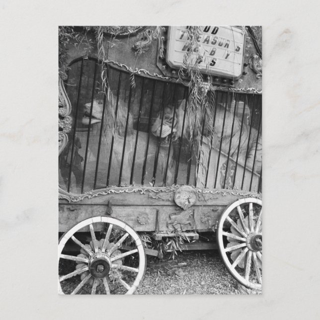 Circus Wagon Postcard (Front)