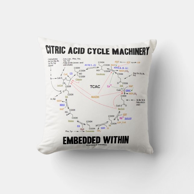 Citric Acid Cycle Machinery Embedded Within Krebs Cushion (Front)