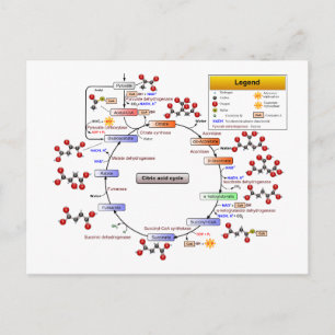 Citric Acid Cycle, TCA Cycle, Krebs Cycle Diagram Postcard