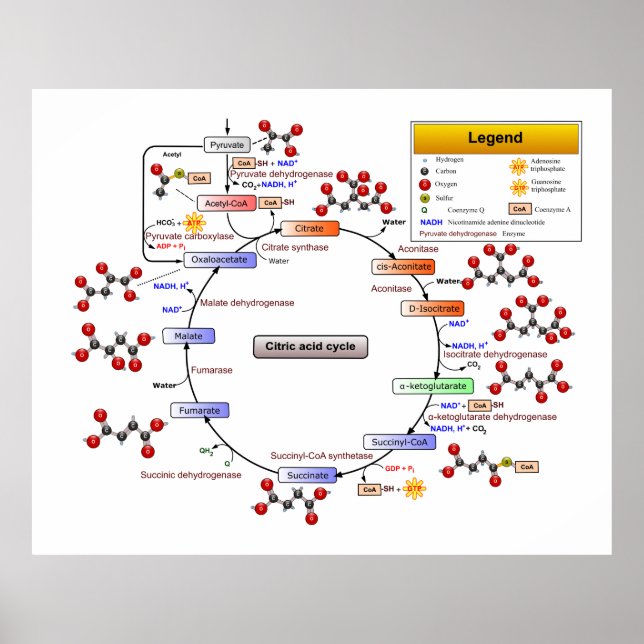 Citric Acid Cycle, TCA Cycle, Krebs Cycle Diagram Poster (Front)