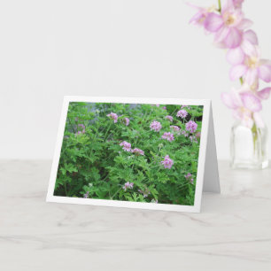 Citronella Plant with Floral Card