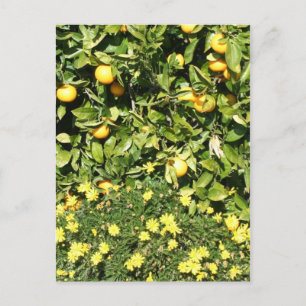 Citrus and Euryops Postcard