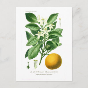 Citrus auranticum (Seville orange) Postcard