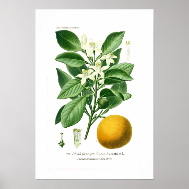 Citrus auranticum (Seville orange) Poster (Front)