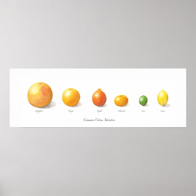 Citrus Collection Poster (Front)