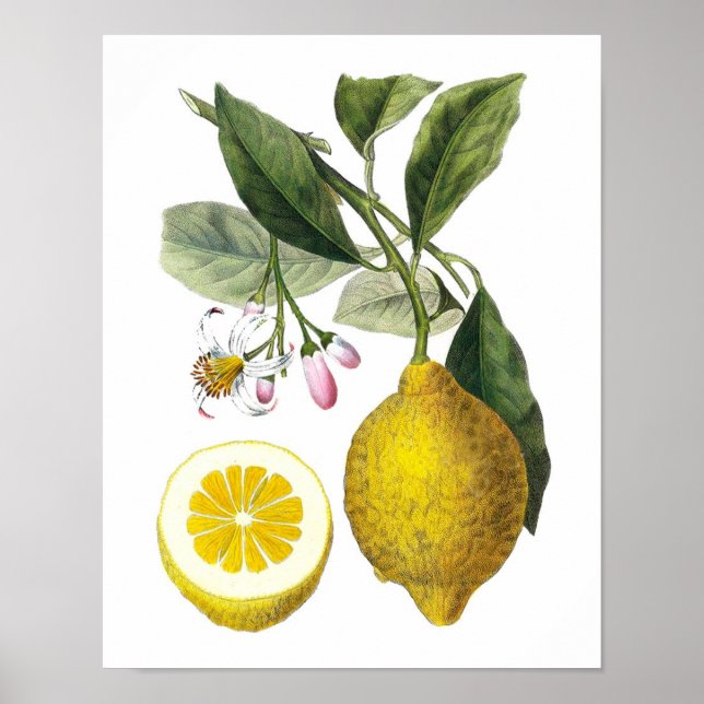Citrus Fruit Lemon Botanical Print no. 9 Wall Art (Front)