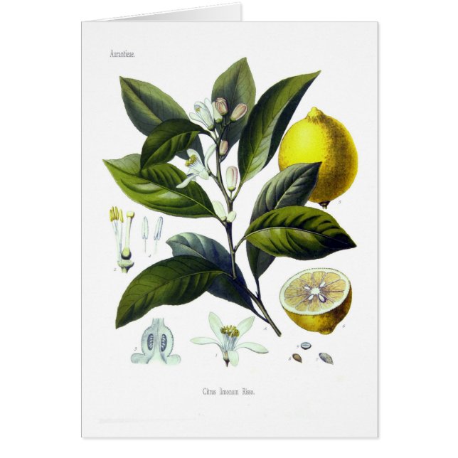 Citrus limonum (Lemon) (Front)