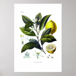Citrus limonum (Lemon) Poster