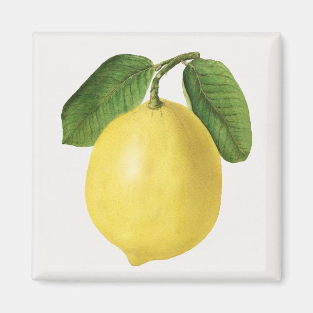 Citrus Magnet (Front)