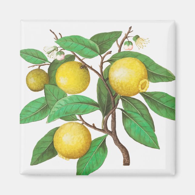 Citrus Magnet (Front)