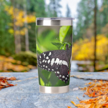 Citrus Swallowtail Butterfly in Garden