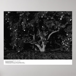 Citrus Trees at Sunrise, January 1966, Ansel Adams Poster