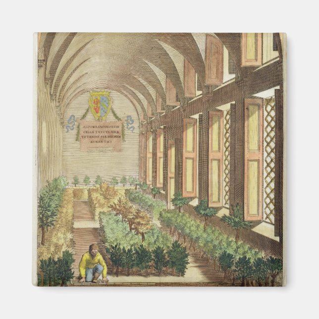 Citrus trees in a hothouse, from 'Hesperides' by G Magnet (Front)