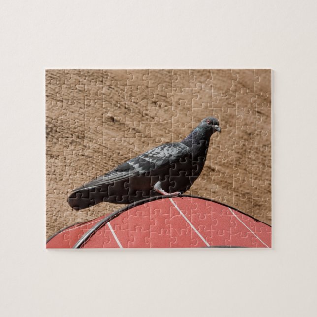 City pigeon puzzle (Horizontal)