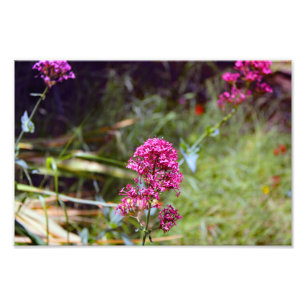 City Terrace Photo Print