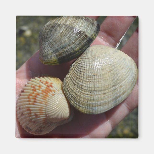 Clams and a Cockle Magnet (Front)