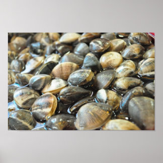 Clams - Up Close and Personal - High Definition Poster