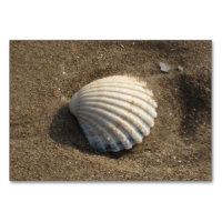 Clamshell in the sand