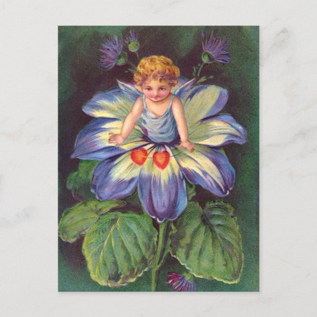 Clapsaddle: Flower Cherub Aster Postcard (Front)