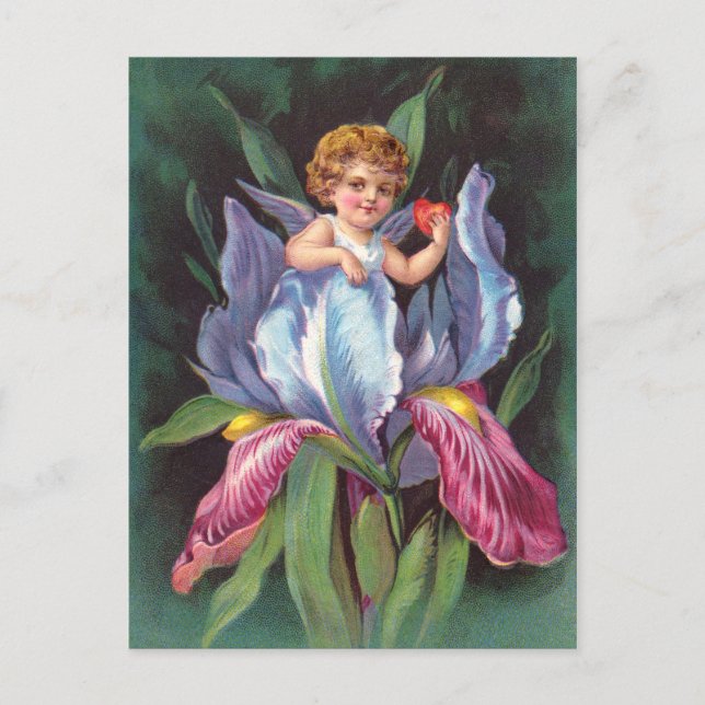 Clapsaddle: Flower Cherub Iris Postcard (Front)
