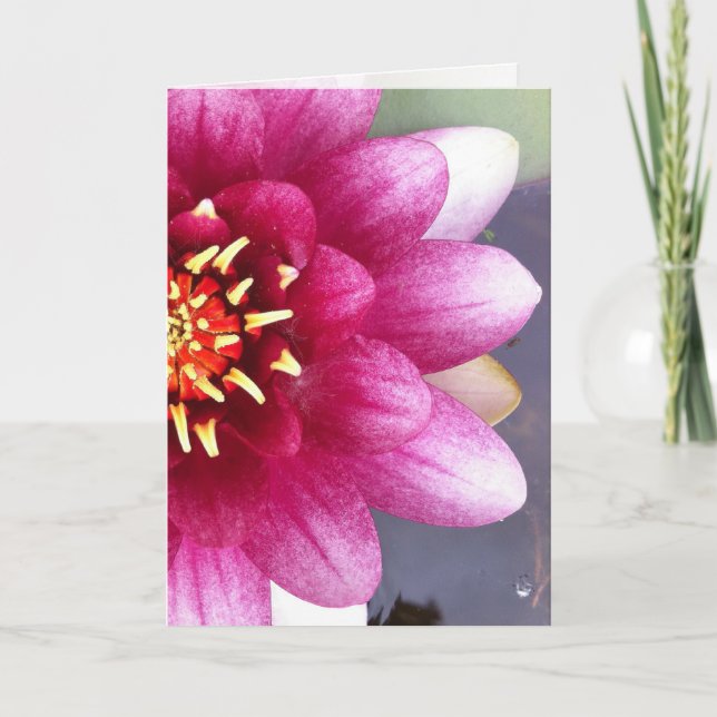 Claret Coloured Water Lily Greeting Card (Front)