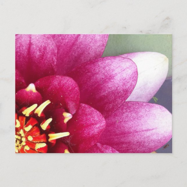 Claret Coloured Water Lily Post Card (Front)