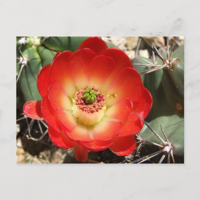 Claret Cup Cactus Blossom Postcard (Front)