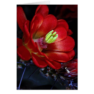 Claret cup cactus (Echinocereus triglochidiatus)