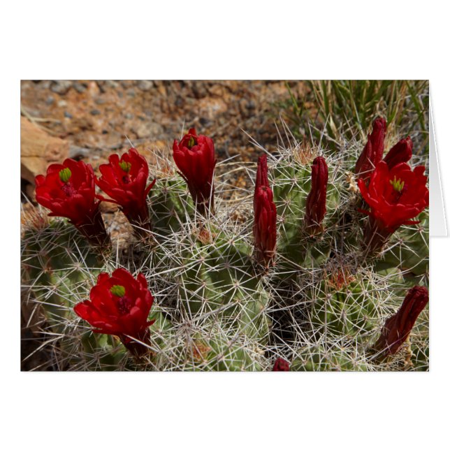 Claret Cup cactus flowers 2 (Front Horizontal)