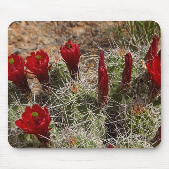 Claret Cup cactus flowers 2 Mouse Pad (Front)