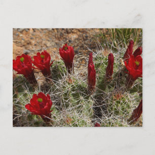 Claret Cup cactus flowers 2 Postcard