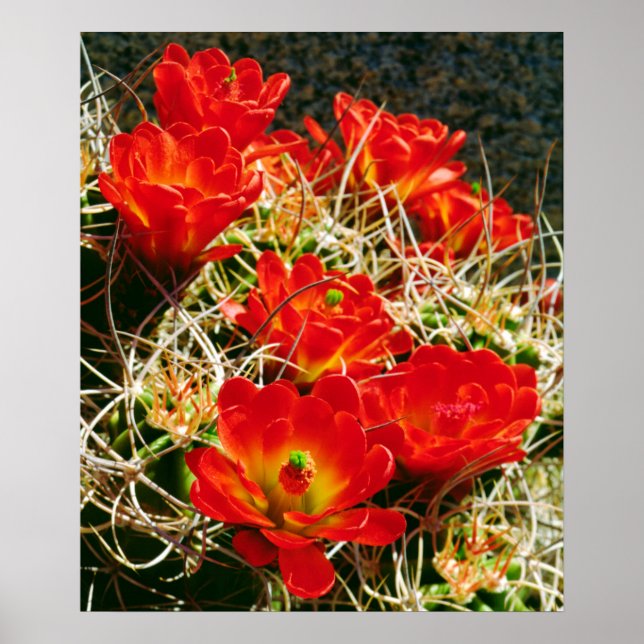Claret Cup Cactus Wildflowers Poster (Front)