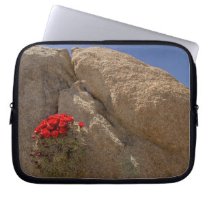 Claret cup or Mojave mound cactus in bloom Laptop Sleeve