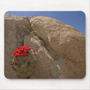 Claret cup or Mojave mound cactus in bloom Mouse Pad