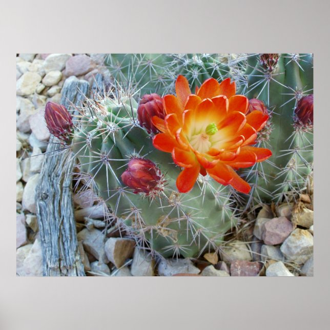 Claret Cup Poster (Front)