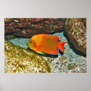 Clarion Angelfish II Poster