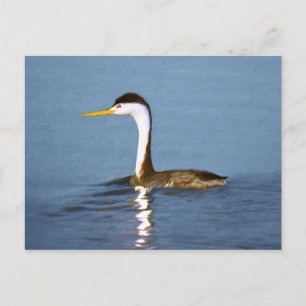 Clark's Grebe Painting - Original Bird Art Postcard