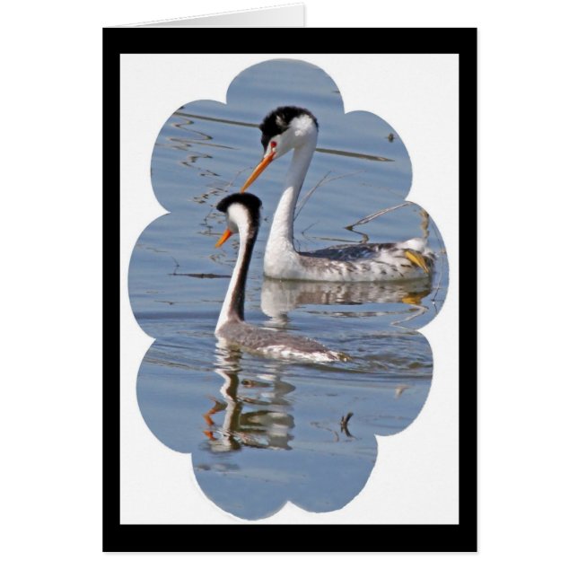 Clarks' Grebes Card (Front)