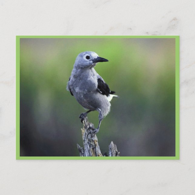 Clark's nutcracker postcard (Front)