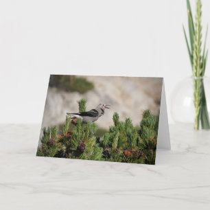 Clark's Nutcracker - Yosemite Thank You Card