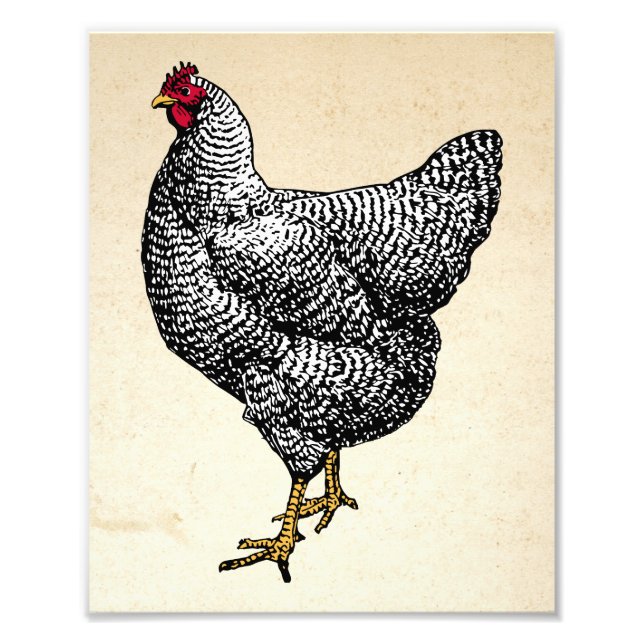 Classic Barred Plymouth Rock Chicken Hen Photo Print (Front)