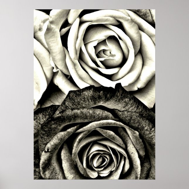 Classic Black and White Roses Poster (Front)