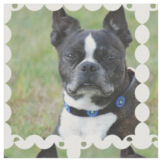 Classic Boston Terrier Dog Fabric (Close Up)