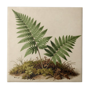 Classic Fern Botanical Tile